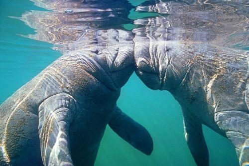 Kissing Manatees